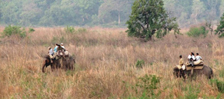 elephant-safari-in-corbett
